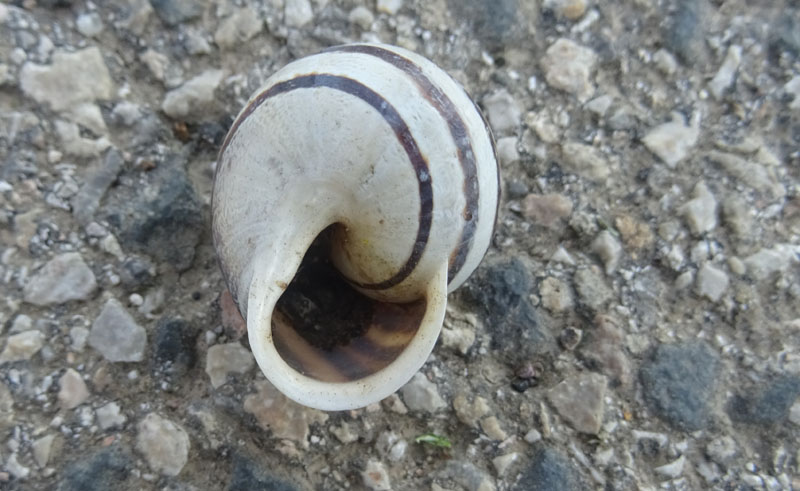 Massylaea vermiculata - Helicidae